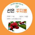 꾸지뽕 2kg~3kg [선은농원] : 선은농원