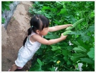 [밭채랑] 국내산 건여주100g 양주지혜농장 농촌교육농장 농촌체험 : 에코넥션