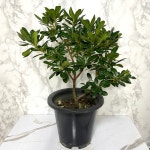 만리향나무 만리향키우기 만리향화분 나만의화원 : 나만의화원