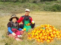 유기농 천연발효 감식초 3년 자연발효 식초 1000ml(500ml 2병) : 참매골농원