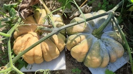 손질호박 늙은호박 맷돌호박 깍뚝썰기 슬라이스 1kg  산지직송 친환경 23년 국내산 : 용담베리