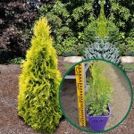 측백 골든브라반트 P18포트 - 생울타리 상록수 나무묘목 서양측백 브라반트 속성수 : 더잭팜