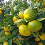 아띠4s 서귀포 햇귤 감귤 극조생 3kg 5kg 7kg 노지감귤 산지직송 : 아띠4s감귤농장