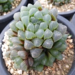 자옵투사 랜덤발송 Haworthia cymbiformis var. Obtusa(purple) 다육 다육이 다육식물 반려식물 국민다육 자옵튜사 : 수암다육농장