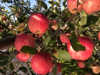 소백산큰골농원 영주 꿀사과 가을사과 맛있는 홍로 양광 시나노스위트 5kg 10kg : 소백산큰골농원