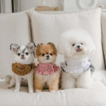 강아지 코듀로이 하네스 (인디핑크) : 포쉬독