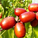 2025년 당도보장 보은건대추 상초부터 손별초특상 22mm - 32mm 산지직송 : 선한푸드