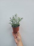 과실수 과실나무 블러드라임나무 소품 10~30cm 69 : 플랜츠 영