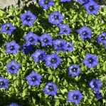 용담(Gentiana) : 화성나무도매시장