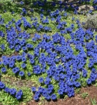 용담(Gentiana) : 화성나무도매시장