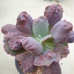 [수암다육] 링구아스 랜덤발송 Echeveria Linguas 다육 다육이 다육식물 반려식물 국민다육 : 수암다육농장