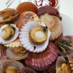 통영 홍가리비1kg 비단 순살 오전주문당일출하 : 주주푸드마켓