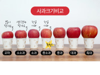 경북 안동 사과꽃필무렵 부사 사과 선물세트 4kg 2kg : 사과꽃필무렵