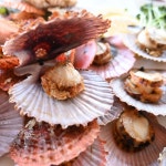 통영 세척 홍가리비 비단가리비 1kg 조개구이 : 더 테이블