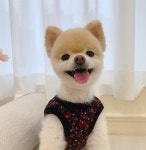 샵미니스 강아지옷 할미조끼 : 샵미니스