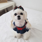 [스탠딩] 소소한기쁨 핸드메이드 삼색 멍찌 넌 나의 선물 pt2 강아지리본핀 강아지삔 : 소소한 기쁨
