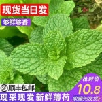 북유럽빛장식 페퍼민트 잎 싱싱한 물장식을 한 바베이킹 전용 500g 우송 페퍼민트 잎사귀 : 에이치에프글로벌