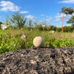 스마일 우드볼 국산 (15mm-30mm) 마크라메 재료 나무 구슬 원목 비즈 멀티탭꾸미기 : 댕그루마켓