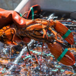 내고향 농수산 캐나다산 활 랍스터 자숙용 바닷가재 랍스터테일 500g 600g 700g 1kg : 내고향 농수산