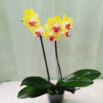 하늘꽃농원 금공주 쌍대 서양란 : 하늘꽃농원