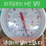 어린열무 2kg 4kg 여린열무 맛있는열무 신선한 열무김치 열무피클  파주 당일수확 : 지민농장-파주농부