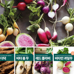 뿌리채소 씨앗 텃밭 채소재배 강화순 무 씨앗 마이플랜트 : 마이플랜트