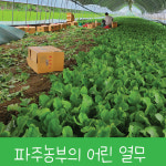 어린열무 2kg 4kg 여린열무 맛있는열무 신선한 열무김치 열무피클  파주 당일수확 : 지민농장-파주농부