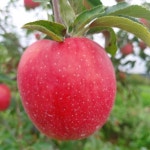 햇사과 홍로사과 사과선물세트 5kg : 마루사과