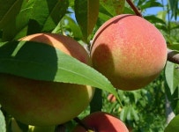 복숭아나무 묘목 단호장 백작 만천하 접목1년생 : 대성농원