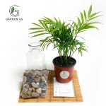 GARDEN US 수경식물 테이블야자 싱고니움 공기정화식물 플랜테리어 반려식물 실내에서 키우기쉬운 : 누비상회