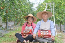 2025년 싱싱사과대추 건대추 1kg 생생정보 : 조헌농장