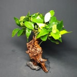 판매완료 나나트리 물숲 : 물숲