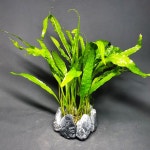 판매완료 미크로트리 물숲 : 물숲