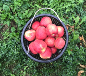 소백산큰골농원 영주 꿀사과 가을사과 맛있는 홍로 양광 시나노스위트 5kg 10kg : 소백산큰골농원