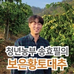 보은대추 1kg 생대추 2025년 : 청년농부 송효필