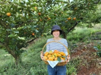 현수네 희망농장 제철단감 창원부유단감 5kg 10kg : 다이닝퍼스트