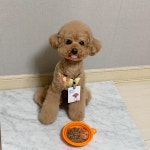 위닝푸드 반려견 소 불고기 노견 보양식 영양식 특식 건강식 다이어트 : 위닝푸드
