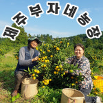 제주 고당도 노지감귤 / 비가림 감귤 / 혼합4.5kg, 9kg / 제주부자네농장 : 제주부자네