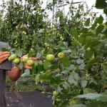 국내산 사과 대추 왕대추 햇대추 1kg 대추 생과 농장 효능 약대추 : 디원리빙