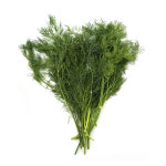 딜 Dill 100g 국내산 허브 향신료 : 채소파는가게