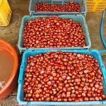 25년 국내산 공주 생율밤 공주밤농장 왕밤 4kg : 차령농원