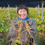 금산인삼 싱싱한 인삼 6년근 난발삼 4-7편 500g : 진생마트