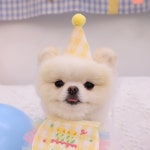 강아지생일모자 강아지고깔모자 벌스데이 몽앤치크 : 꼴레트멍멍 스토어