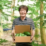 제주 무농약 그린 파파야 3kg 5kg 제주산 농장직송 유진팡 : 유진팡
