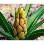 호림농장 히야신스 구근(적색 Jan Bos) 10구 : 호림농장