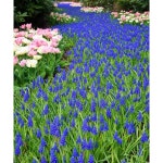 호림농장 무스카리 구근 (보라) 아르메니아컴 (향기나는) 10구 : 호림농장