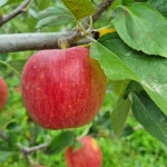 청정지역  기북 산또래 피크닉 : 기북산또래