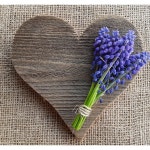 호림농장 무스카리 구근 (보라) 아르메니아컴 (향기나는) 10구 : 호림농장