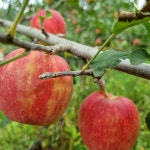 청정지역  기북 산또래 피크닉 : 기북산또래