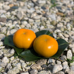 진영 창원 단감 10kg : 손씨네 단감농장